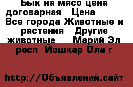 Бык на мясо цена договарная › Цена ­ 300 - Все города Животные и растения » Другие животные   . Марий Эл респ.,Йошкар-Ола г.